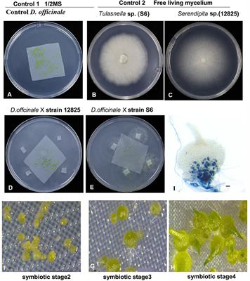 Comparative Transcriptomics Analysis of the Symbiotic Germination of D. officinale (Orchidaceae) With Emphasis on Plant Cell Wall Modification and Cell Wall-Degrading Enzymes